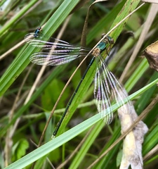 Chalcolestes parvidens