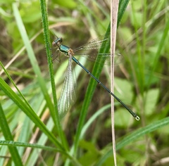 Chalcolestes parvidens