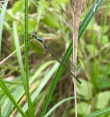 Chalcolestes parvidens