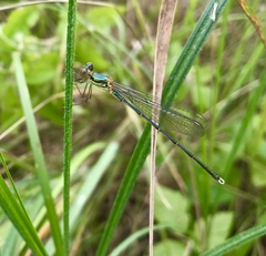 Chalcolestes parvidens