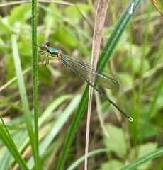 Chalcolestes parvidens