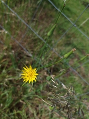 Ben Thomas, CC BY, iNaturalist via GBIF Tragopogon minor, photograph Ben Thomas, CC BY, iNaturalist via GBIF