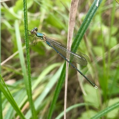 Chalcolestes parvidens