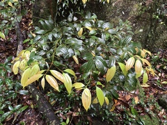 Cinnamomum subavenium