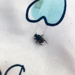 Onthophagus nuchicornis