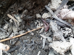 Aporrectodea longa