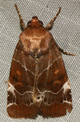Hampsonodes mastoides