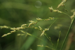 Glyceria arundinacea