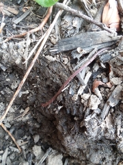 Aporrectodea longa