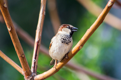 Passer domesticus