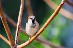 Passer domesticus