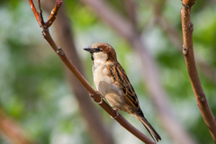 Passer domesticus