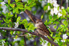 Passer domesticus