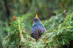 Sturnus vulgaris