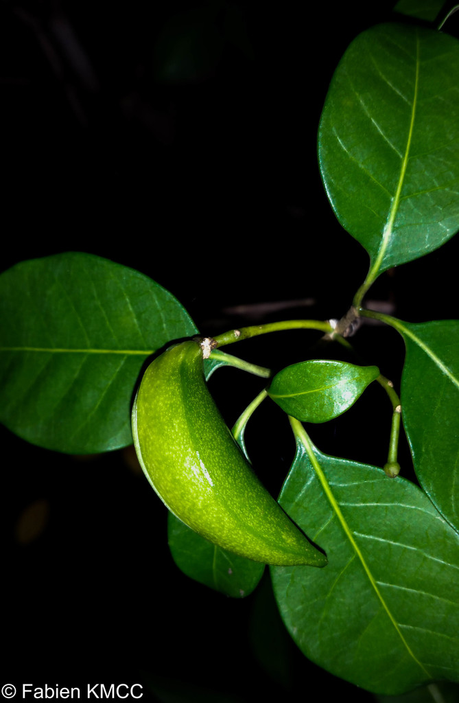 Tabernaemontana calcarea