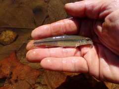 Notropis hudsonius