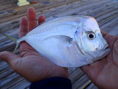 Selene setapinnis