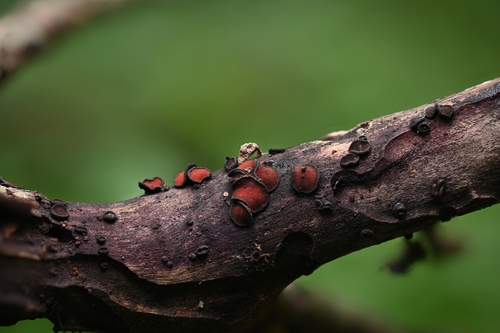 Rhytidhysteron rufulum observed 2026-06-15