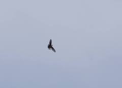 Aeronautes saxatalis