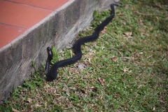 Naja sumatrana