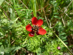 Adonis annua