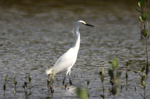 Snowy Egret