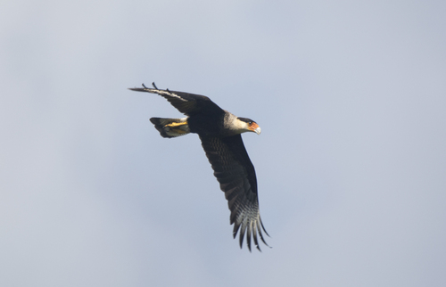 Crested Caracara
