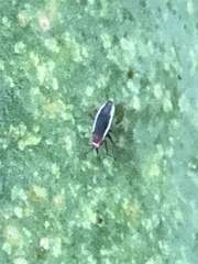 Hesperolabops gelastops