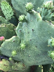 Hesperolabops gelastops