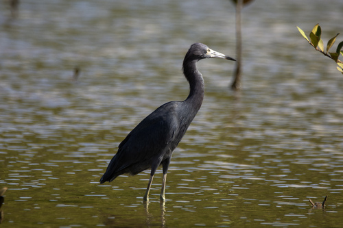 Little Blue Heron