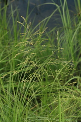 Glyceria arundinacea