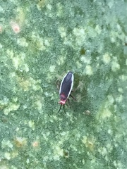 Hesperolabops gelastops