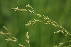 Glyceria arundinacea