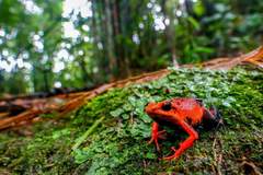 Ameerega silverstonei