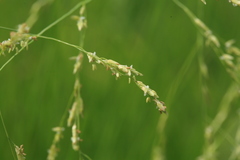 Glyceria arundinacea