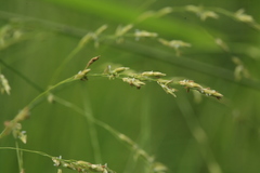 Glyceria arundinacea