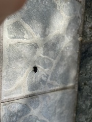 Protaetia morio