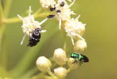 Mordella leucostigma