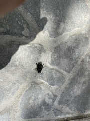 Protaetia morio