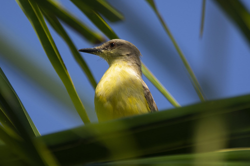 Machetornis rixosa rixosa