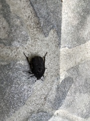 Protaetia morio