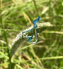 Coenagrion scitulum