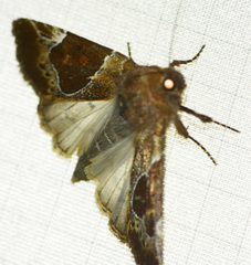 Hampsonodes mastoides
