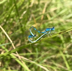 Coenagrion scitulum