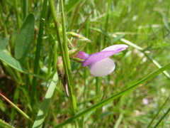 Vicia bithynica