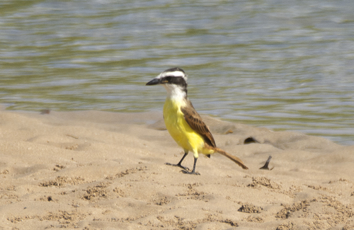 Great Kiskadee