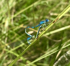 Coenagrion scitulum