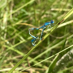 Coenagrion scitulum