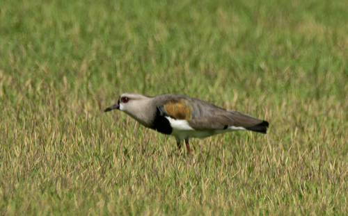 Southern Lapwing