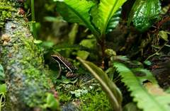Ameerega altamazonica